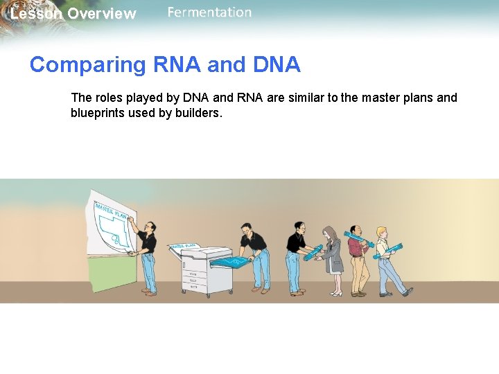 Lesson Overview Fermentation Comparing RNA and DNA The roles played by DNA and RNA