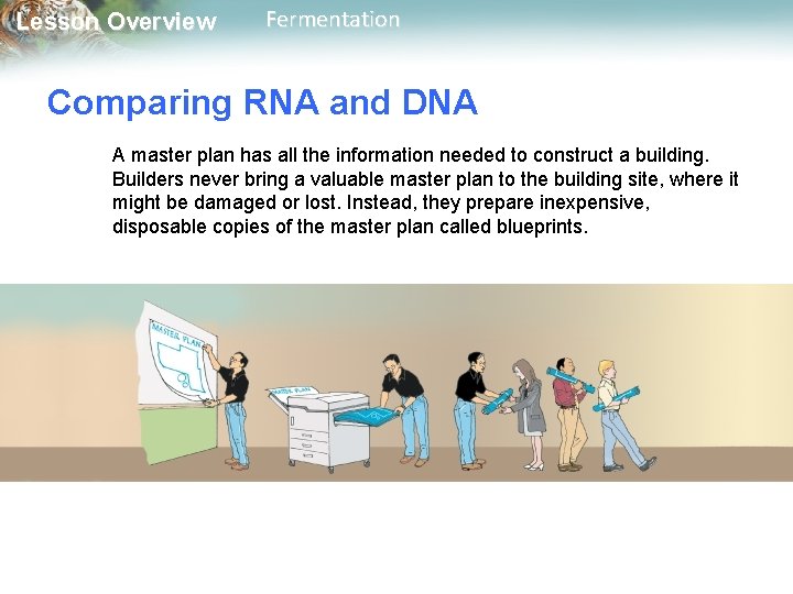Lesson Overview Fermentation Comparing RNA and DNA A master plan has all the information