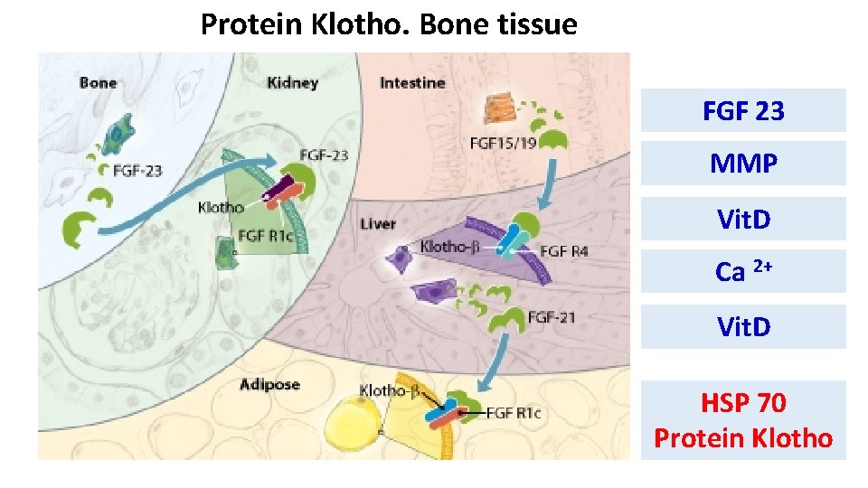 Protein Klotho. Bone tissue FGF 23 MMP Vit. D Ca 2+ Vit. D HSP