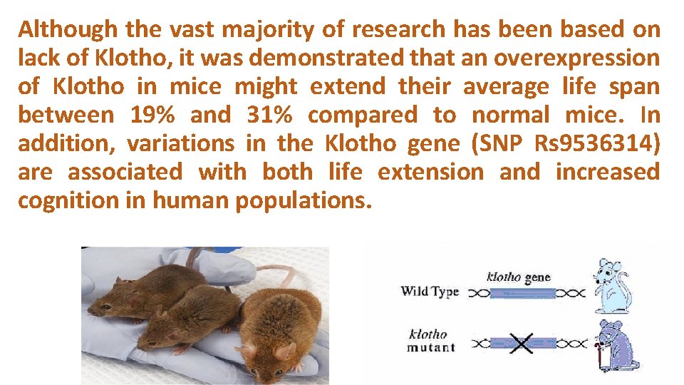 Although the vast majority of research has been based on lack of Klotho, it