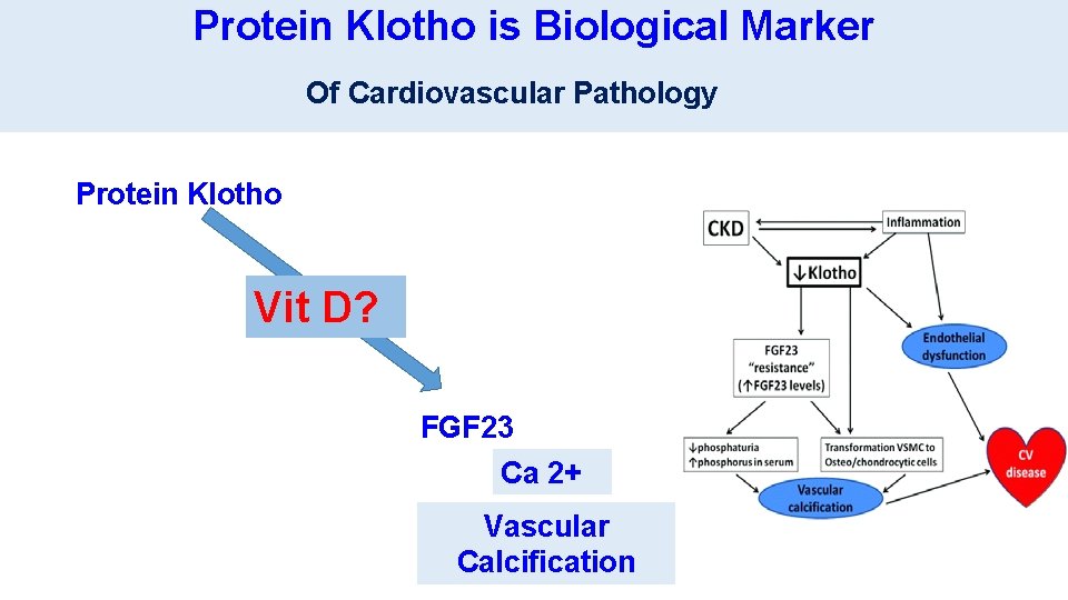 Protein Klotho is Biological Marker Of Cardiovascular Pathology Protein Klotho Vit D? FGF 23
