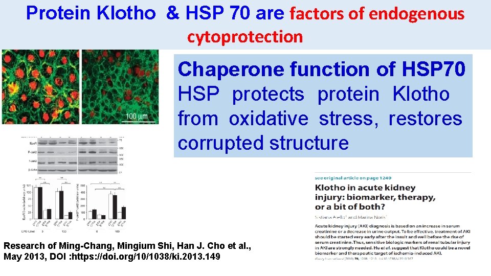 Protein Klotho & HSP 70 are factors of endogenous cytoprotection Chaperone function of HSP