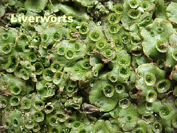 Liverworts 