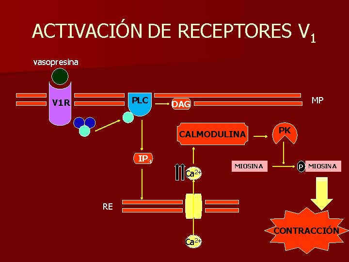 ACTIVACIÓN DE RECEPTORES V 1 vasopresina PLC V 1 R MP DAG CALMODULINA IP