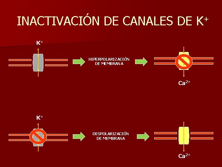 INACTIVACIÓN DE CANALES DE K+ K+ HIPERPOLARIZACIÓN DE MEMBRANA Ca 2+ K+ DESPOLARIZACIÓN DE