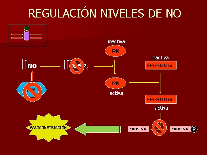 REGULACIÓN NIVELES DE NO inactiva PK inactiva NO GMPc M-Fosfatasa PK NOS activa M-Fosfatasa