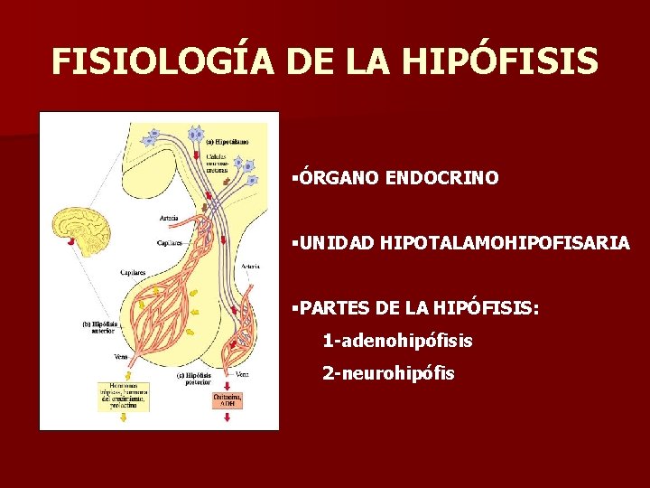 FISIOLOGÍA DE LA HIPÓFISIS §ÓRGANO ENDOCRINO §UNIDAD HIPOTALAMOHIPOFISARIA §PARTES DE LA HIPÓFISIS: 1 -adenohipófisis