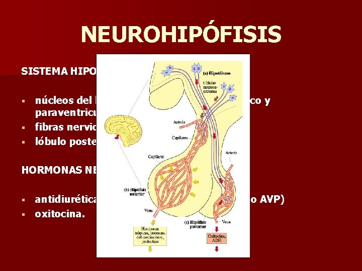 NEUROHIPÓFISIS SISTEMA HIPOTALAMONEUROHIPOFISARIO: núcleos del hipotálamo anterior: supraóptico y paraventricular § fibras nerviosas descendientes