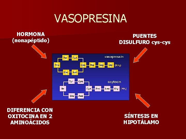 VASOPRESINA HORMONA (nonapéptido) DIFERENCIA CON OXITOCINA EN 2 AMINOÁCIDOS PUENTES DISULFURO cys-cys SÍNTESIS EN