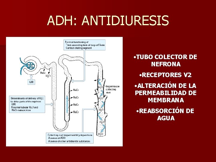 ADH: ANTIDIURESIS • TUBO COLECTOR DE NEFRONA • RECEPTORES V 2 • ALTERACIÓN DE