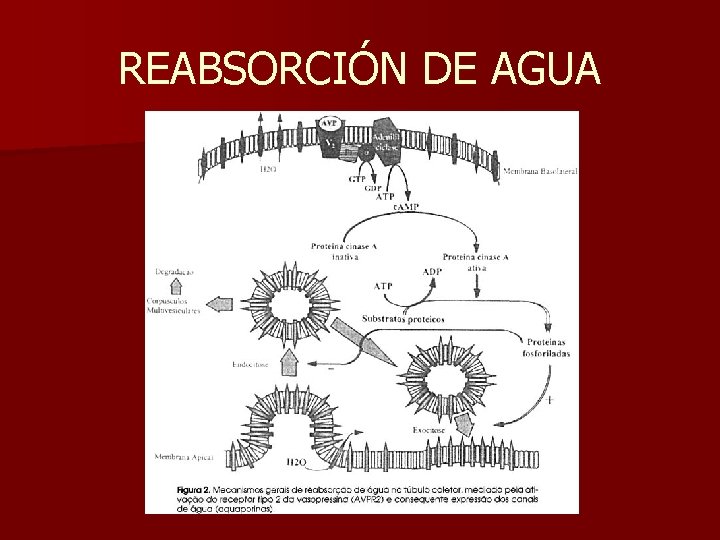 REABSORCIÓN DE AGUA 