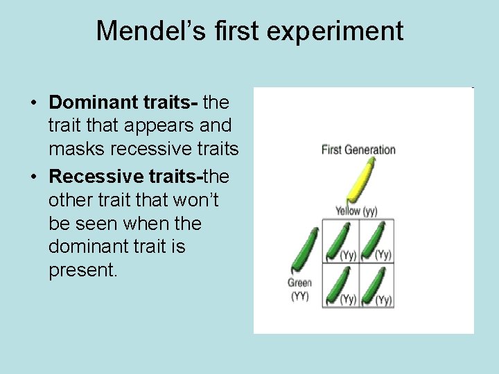 Mendel’s first experiment • Dominant traits- the trait that appears and masks recessive traits