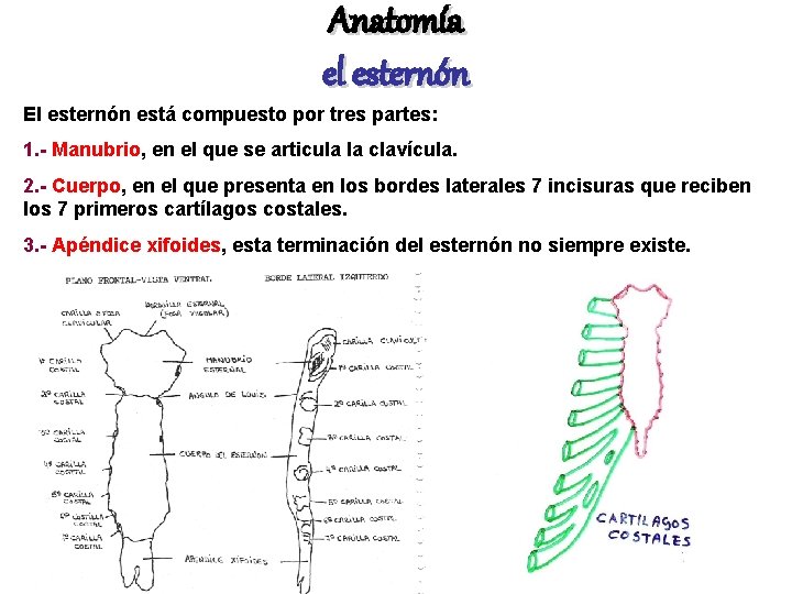 Anatomía el esternón El esternón está compuesto por tres partes: 1. - Manubrio, en