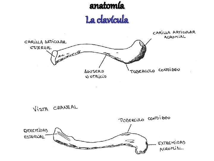 anatomía La clavícula 