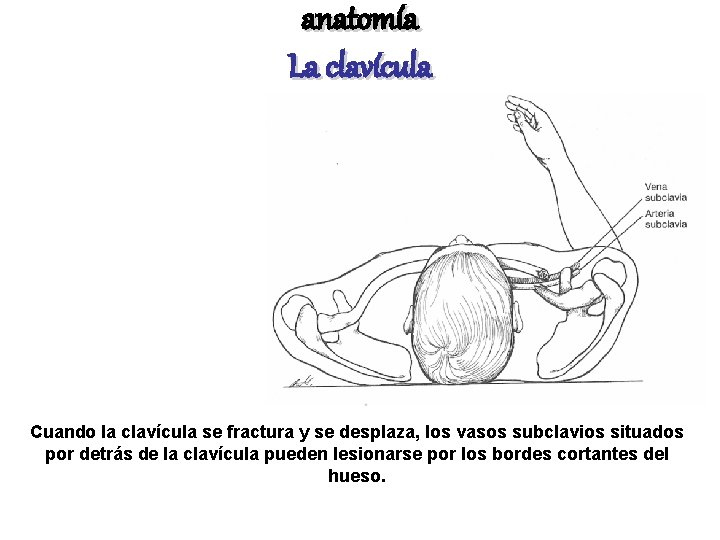 anatomía La clavícula Cuando la clavícula se fractura y se desplaza, los vasos subclavios