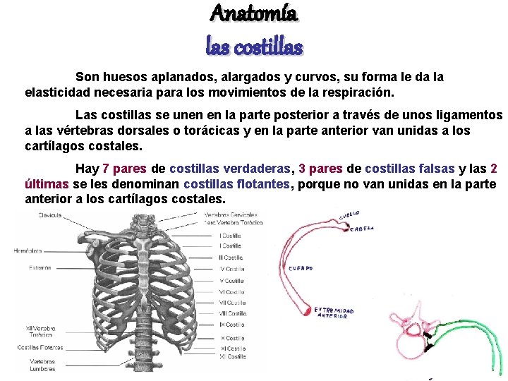 Anatomía las costillas Son huesos aplanados, alargados y curvos, su forma le da la