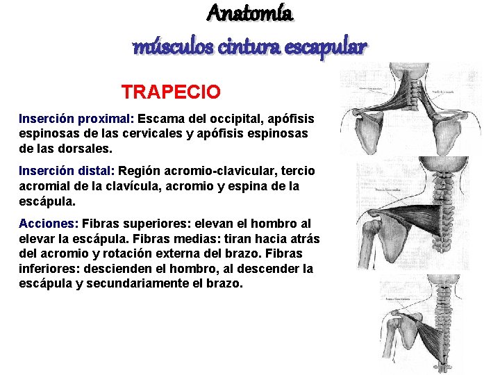 Anatomía músculos cintura escapular TRAPECIO Inserción proximal: Escama del occipital, apófisis espinosas de las