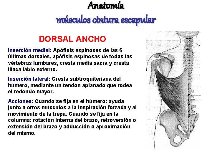 Anatomía músculos cintura escapular DORSAL ANCHO Inserción medial: Apófisis espinosas de las 6 últimas