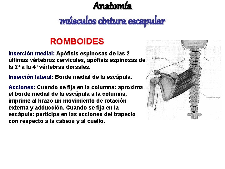 Anatomía músculos cintura escapular ROMBOIDES Inserción medial: Apófisis espinosas de las 2 últimas vértebras