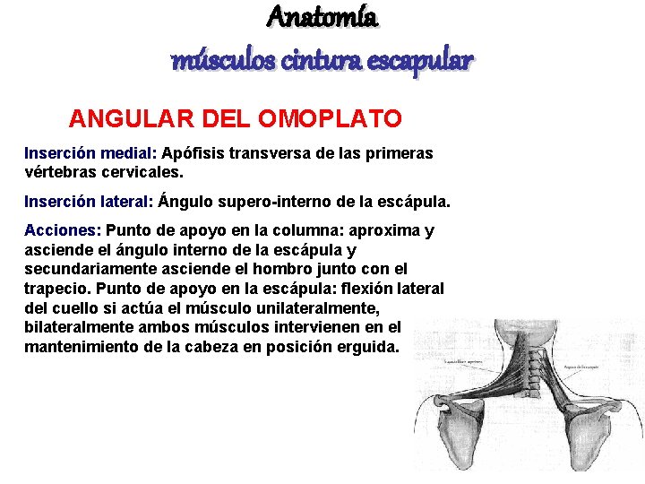 Anatomía músculos cintura escapular ANGULAR DEL OMOPLATO Inserción medial: Apófisis transversa de las primeras