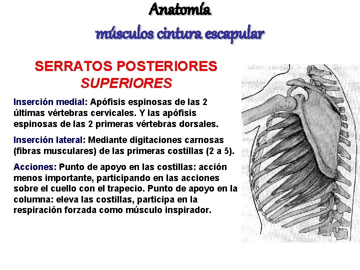 Anatomía músculos cintura escapular SERRATOS POSTERIORES SUPERIORES Inserción medial: Apófisis espinosas de las 2