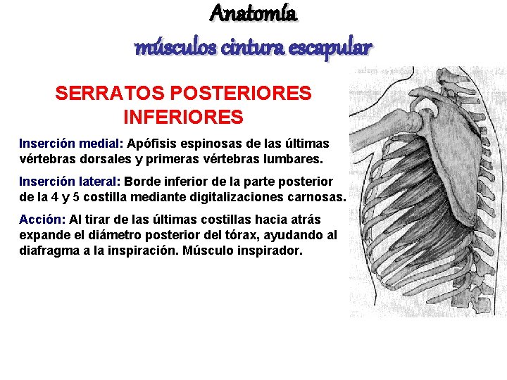 Anatomía músculos cintura escapular SERRATOS POSTERIORES INFERIORES Inserción medial: Apófisis espinosas de las últimas
