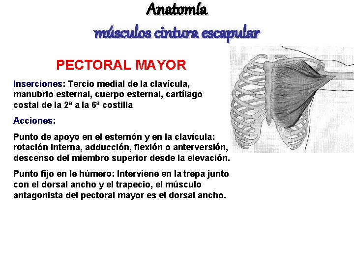 Anatomía músculos cintura escapular PECTORAL MAYOR Inserciones: Tercio medial de la clavícula, manubrio esternal,