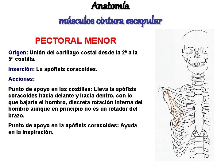 Anatomía músculos cintura escapular PECTORAL MENOR Origen: Unión del cartílago costal desde la 2ª