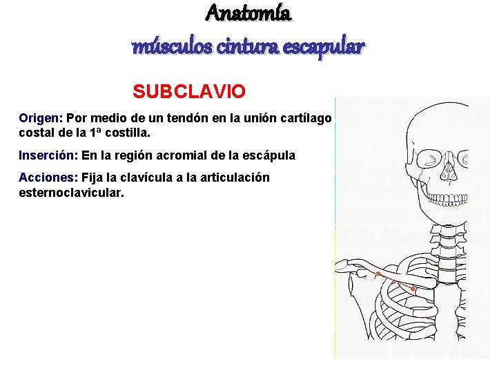Anatomía músculos cintura escapular SUBCLAVIO Origen: Por medio de un tendón en la unión