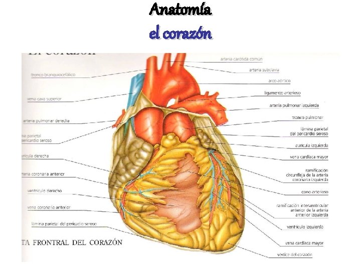 Anatomía el corazón 