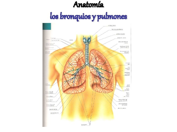Anatomía los bronquios y pulmones 