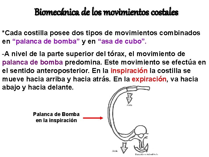 Biomecánica de los movimientos costales *Cada costilla posee dos tipos de movimientos combinados en