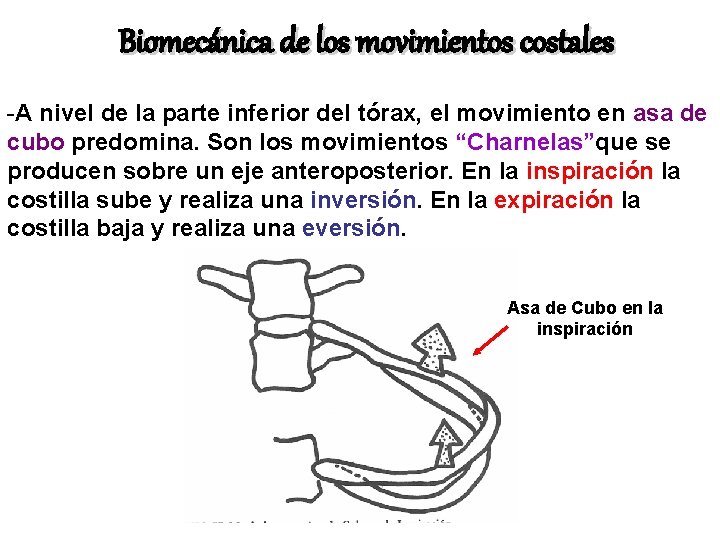 Biomecánica de los movimientos costales -A nivel de la parte inferior del tórax, el