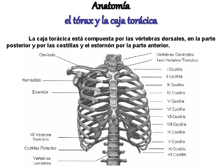 Anatomía el tórax y la caja torácica La caja torácica está compuesta por las