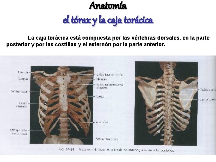 Anatomía el tórax y la caja torácica La caja torácica está compuesta por las