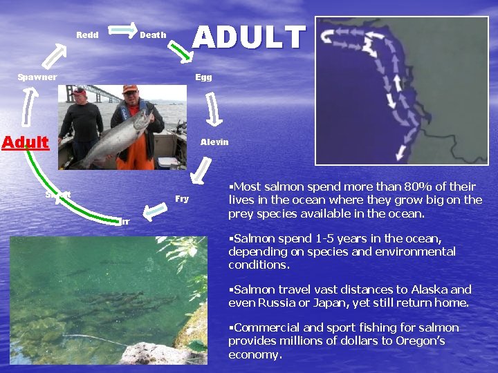 ADULT Death Redd Spawner Egg Adult Alevin Smolt Fry Parr §Most salmon spend more