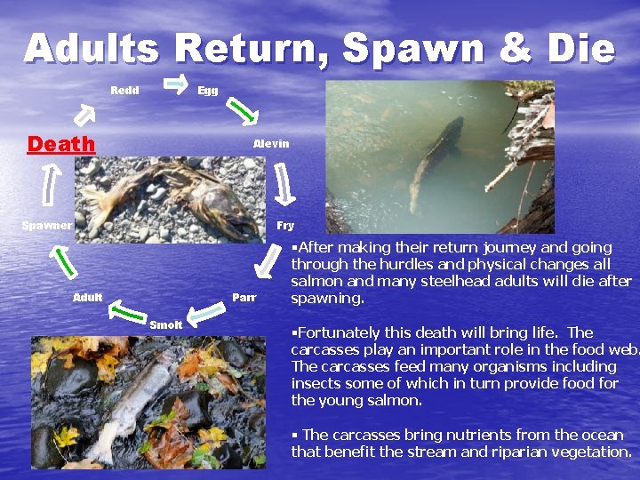 Adults Return, Spawn & Die Egg Redd Death Alevin Spawner Fry Adult Parr Smolt