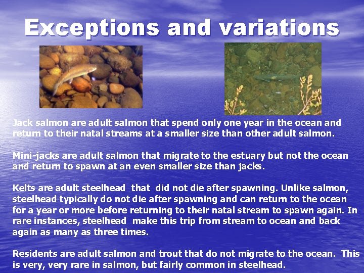 Exceptions and variations Jack salmon are adult salmon that spend only one year in