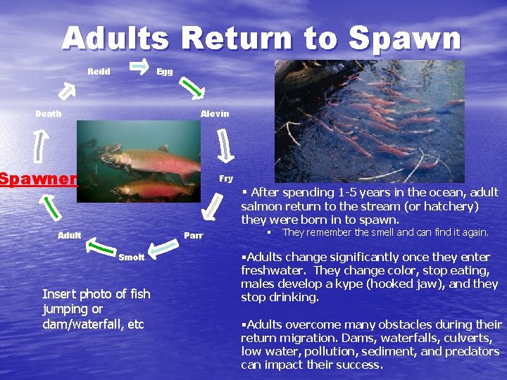 Adults Return to Spawn Egg Redd Death Alevin Spawner Fry § After spending 1