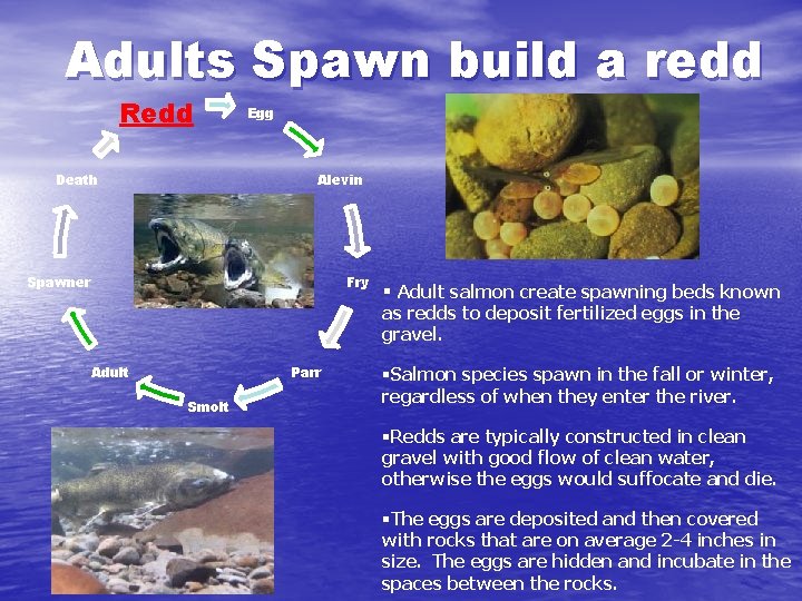 Adults Spawn build a redd Redd Death Egg Alevin Spawner Fry § Adult salmon