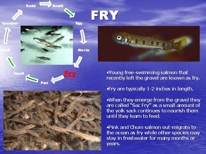 Death Redd Spawner Egg Adult FRY Alevin Fry Smolt Parr §Young free-swimming salmon that