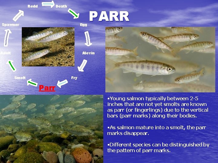 Death Redd Spawner Egg Adult PARR Alevin Smolt Fry Parr §Young salmon typically between
