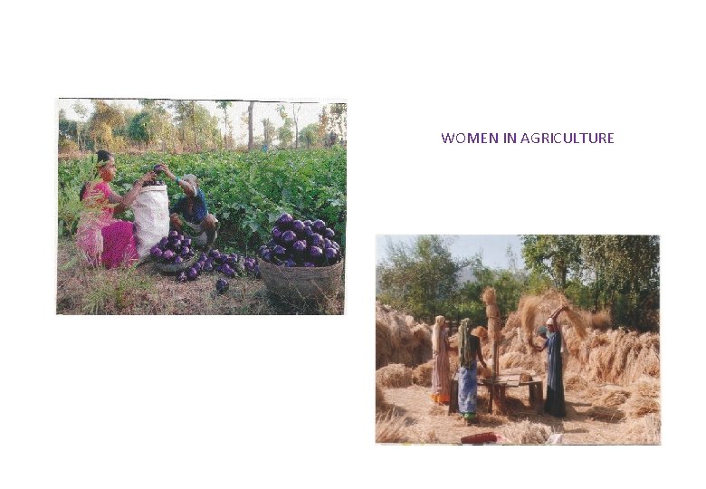 WOMEN IN AGRICULTURE 