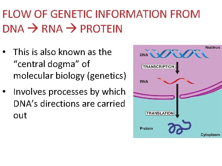 FLOW OF GENETIC INFORMATION FROM DNA RNA PROTEIN • This is also known as