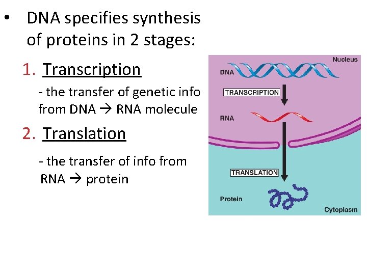  • DNA specifies synthesis of proteins in 2 stages: 1. Transcription - the