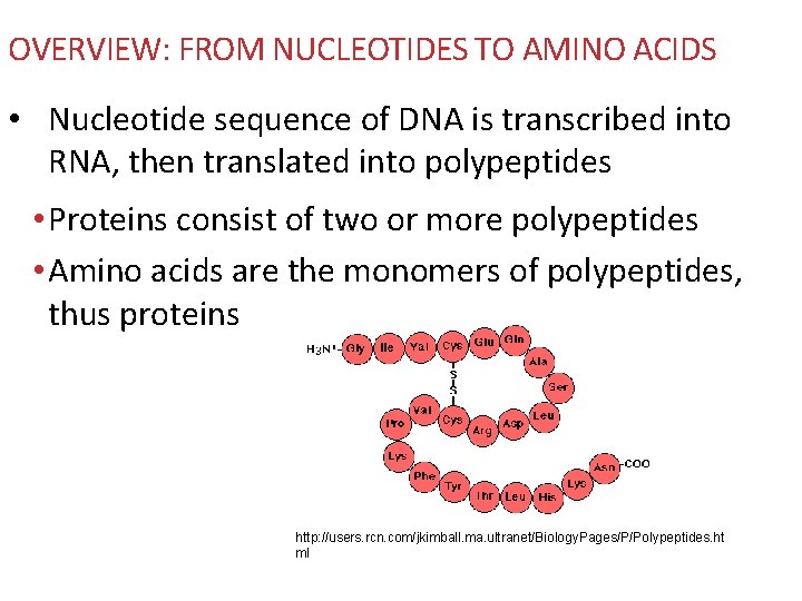 OVERVIEW: FROM NUCLEOTIDES TO AMINO ACIDS • Nucleotide sequence of DNA is transcribed into