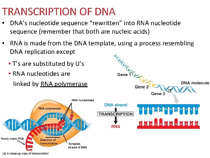 TRANSCRIPTION OF DNA • DNA’s nucleotide sequence “rewritten” into RNA nucleotide sequence (remember that