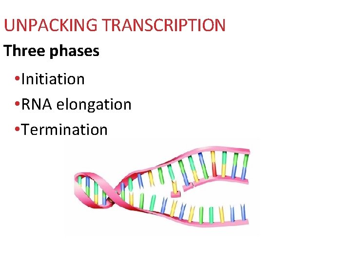 UNPACKING TRANSCRIPTION Three phases • Initiation • RNA elongation • Termination 