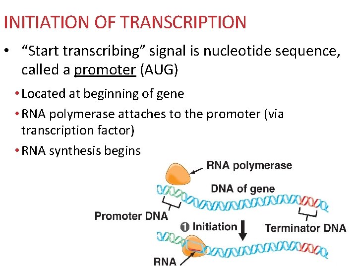 INITIATION OF TRANSCRIPTION • “Start transcribing” signal is nucleotide sequence, called a promoter (AUG)