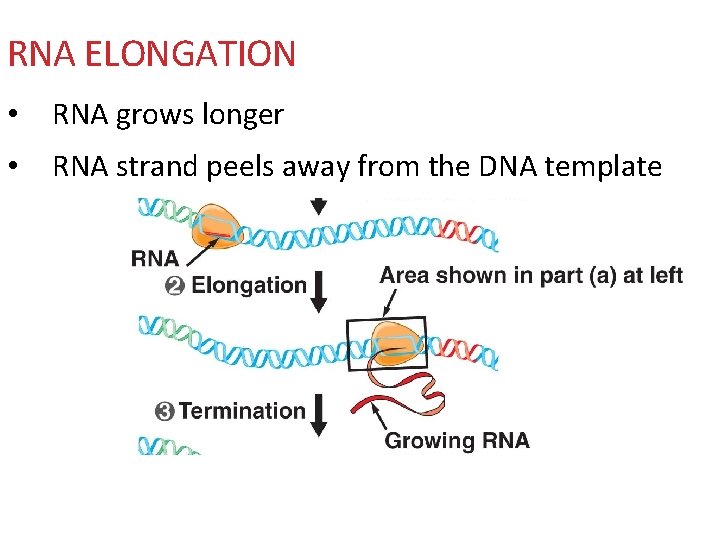 RNA ELONGATION • RNA grows longer • RNA strand peels away from the DNA